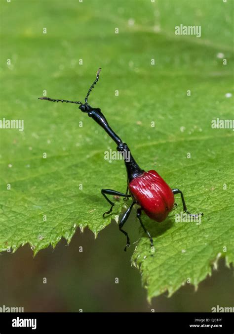 Giraffe weevil of Madagascar, close-up image Stock Photo - Alamy