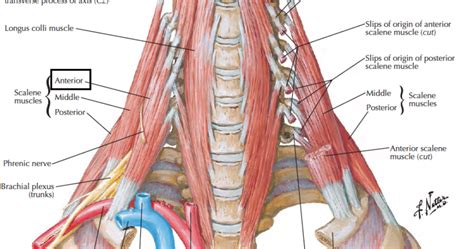 Head and Neck Anatomy: Scalene Muscles