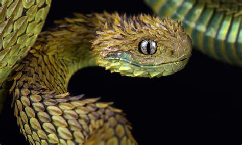 Discover the 10 Weirdest Snakes Found in the U.S.