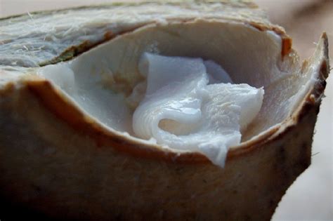 9 Evidence Based Health Benefits of Raw Coconut Meat - Ayur Times