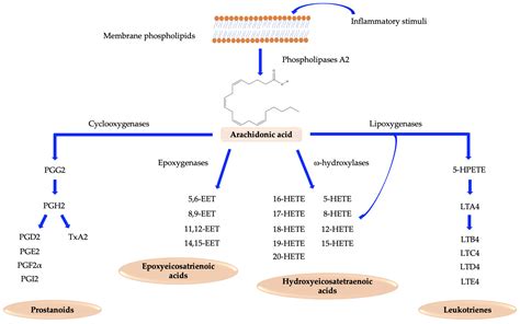 IJMS | Free Full-Text | The Link between Prostanoids and Cardiovascular ...