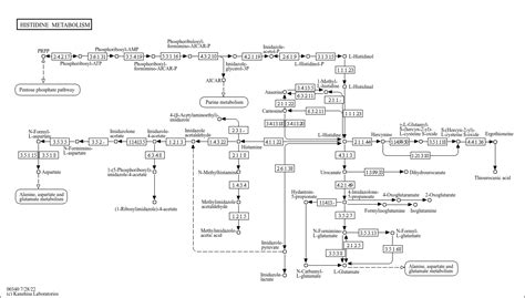 KEGG PATHWAY: Histidine metabolism - Reference pathway