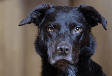 Border Collie Lab Mix: Borador Dog Breed Information - Marvelous Dogs