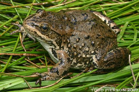 Columbia Spotted Frog (Yukon Species of Conservation Concern Guide ...