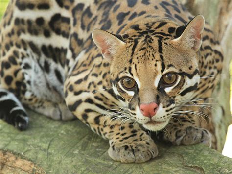 Ocelot| Alexandria Zoo