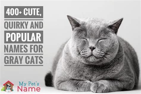 Gray Cat Names: 400+ Cute, Quirky and Popular Names For Gray Cats | My ...