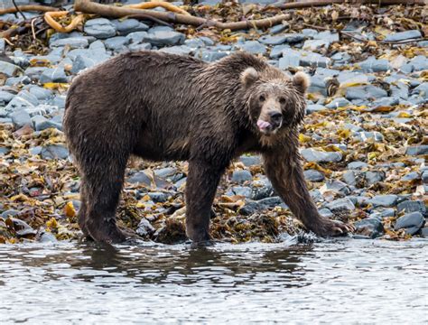 Kodiak Island Wildlife | Jack Jewell Photography