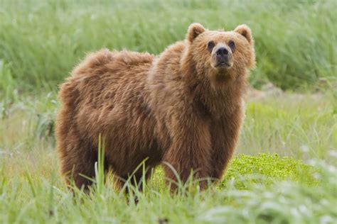 File:2010-kodiak-bear-1.jpg - Wikipedia