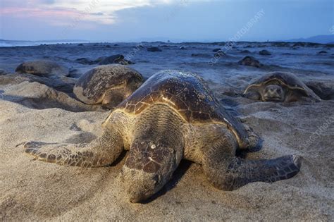 Olive ridley sea turtle nesting - Stock Image - C048/3994 - Science ...