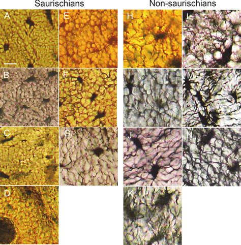 Osteocyte lacunae and canaliculi in woven cortical bone. (A) Neornithes ...