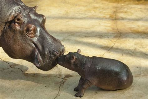 kiss for baby hippo | Baby hippo, Animals kissing