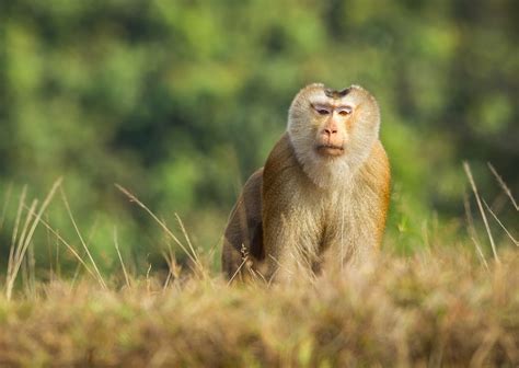 Save Vietnam’s exquisite Grey-shanked Douc Langur – Rainforest Trust