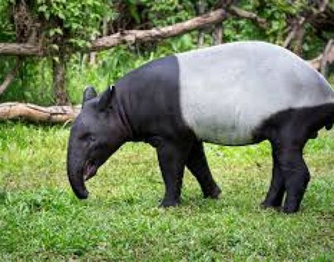 First tapir conservation centre to be built in Jelebu, Negeri Sembilan