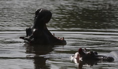 Pablo Escobar’s hippos are thriving in Colombia, but that could be ...