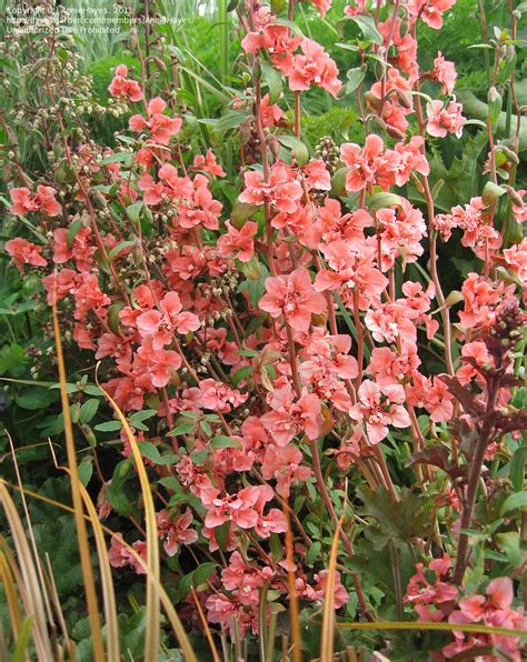 PlantFiles Pictures: Clarkia, Garland Flower, Mountain Garland 'Salmon ...