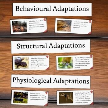 Adaptations Card Sort Activity - Amphibians of the USA by Steampunked ...