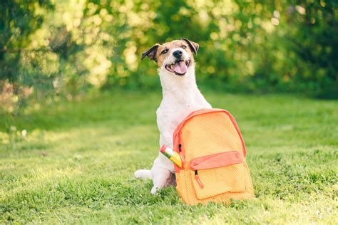 Back to School Pet Tips | Pet hacks, Pets, Pet saftey