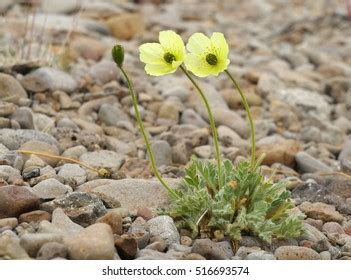 406 Arctic poppy Images, Stock Photos & Vectors | Shutterstock