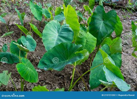 Colocasia Esculenta is a Tropical Plant Grown Primarily for Edible ...