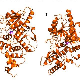 Biochemical properties of glutamate decarboxylase from various LAB ...