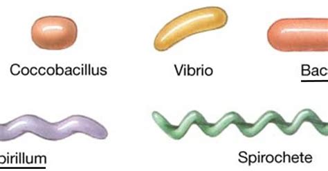 As Many Exceptions As Rules: How Prokaryotes Shape Up