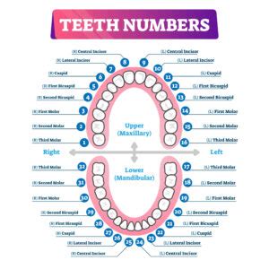 Tooth Chart | Enable Dental, Inc.