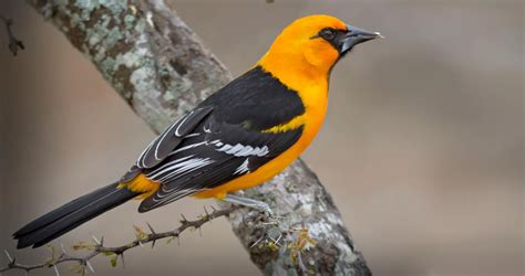 Altamira Oriole Overview, All About Birds, Cornell Lab of Ornithology