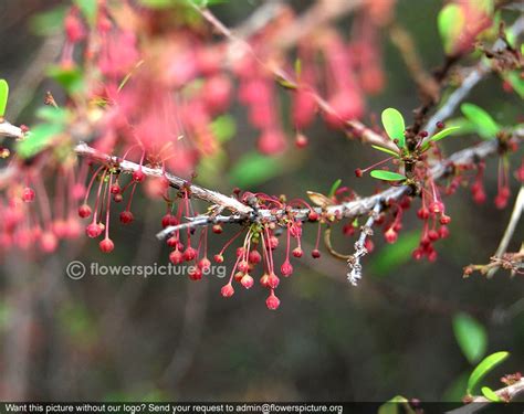 Phyllanthus myrtifolius | Mousetail plant