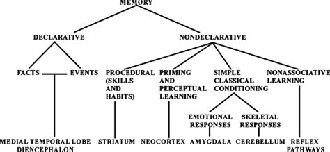 5: Brain structures involved in each form of declarative and ...