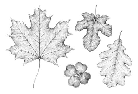 How to Draw a Leaf Step by Step | Envato Tuts+