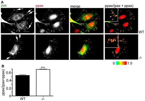 Paxillin phosphorylation is increased in NEDD9 2/2 MEFs. A. Paxillin ...