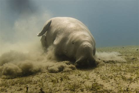 First Dugong Conservation Reserve Established in India | Dugong