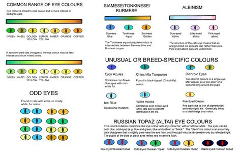 What's up with my cat's eyes? : r/animalid