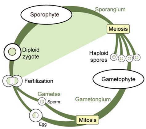 9.18: Plant Life Cycles - Biology LibreTexts