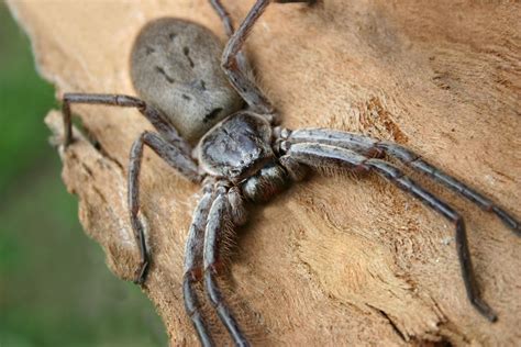 Riesenjägerspinne: Die größte Spinne nach Beinspannweite - Tech News