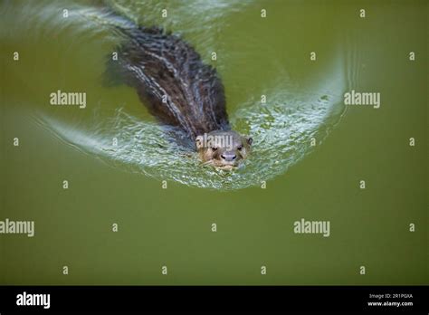 A smooth coated otter swimming in an urban river, Singapore Stock Photo ...