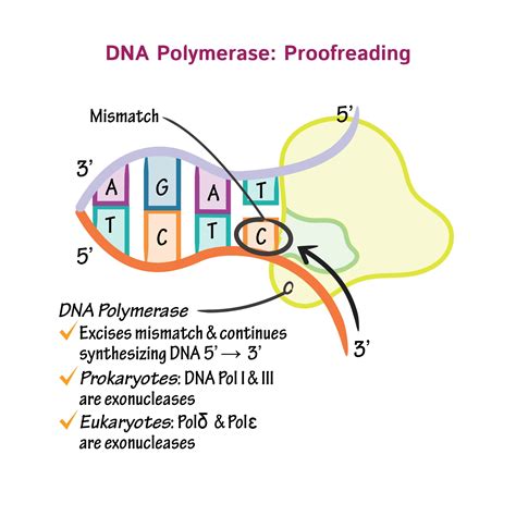 Dna Polymerase Diagram