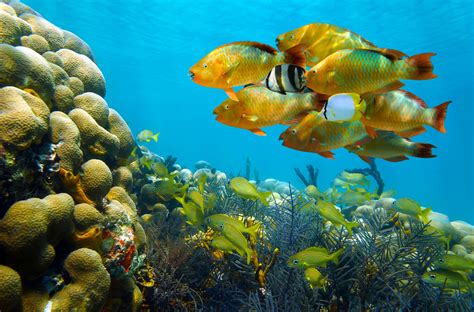 Poisson Full HD Fond d'écran and Arrière-Plan | 3600x2372 | ID:541509