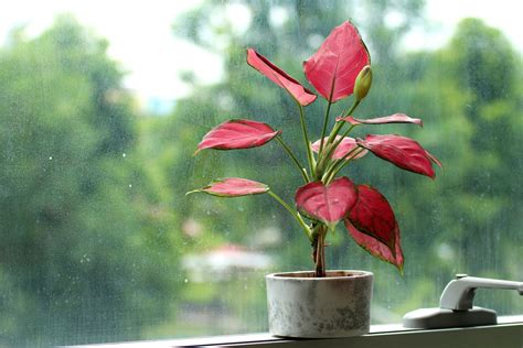 Indoor plants with red leaves: our favourites - Plantura