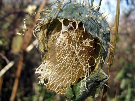 Such Beautiful Decay | Weird plants, Unusual plants, Plant art