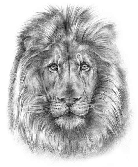 Download Lion, Head, Drawing. Royalty-Free Stock Illustration Image ...