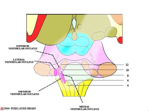 Pixelated Brain: Module 12, Section 3 - The vestibular system