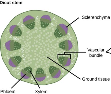 Wiring And Diagram: Diagram Of Xylem And Phloem