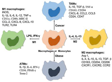 Frontiers | Function of Macrophages in Disease: Current Understanding ...