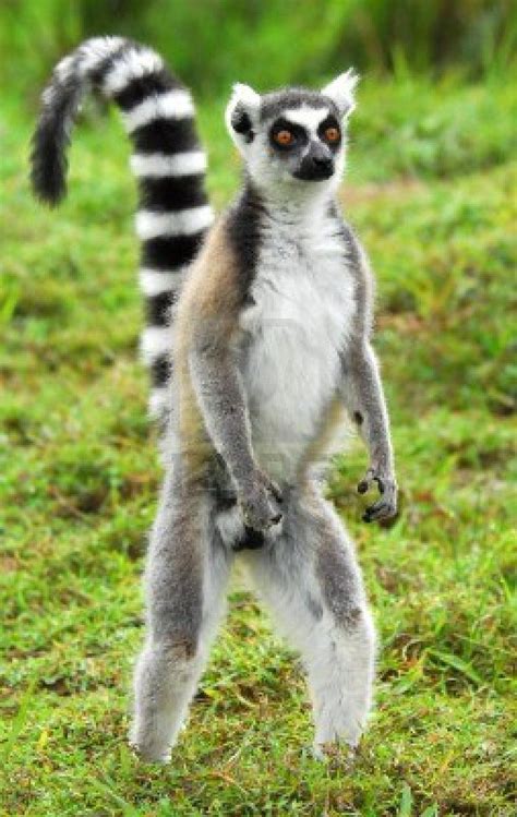 ring tailed lemur | Lemur, Baby animals pictures, Cute little animals