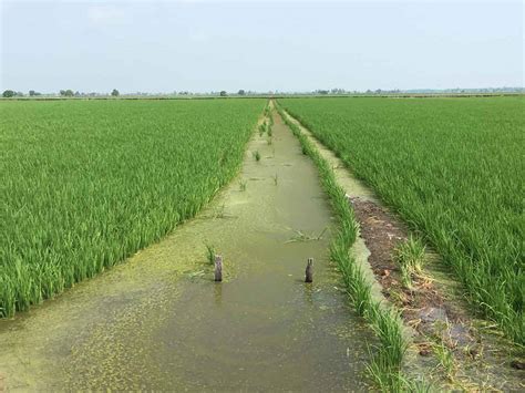 Sekinchan Paddy Field / Padi Field in Sekinchan