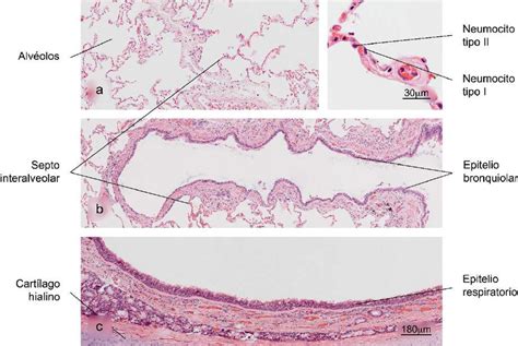 Normal histology of the lung. a) Alveolar region; note the completely ...