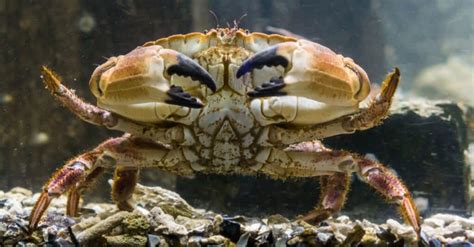 Crab Predators: What Eats Crabs? - IMP WORLD