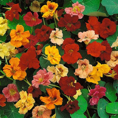 Nasturtium Seeds | Shop 25 Varieties | Eden Brothers