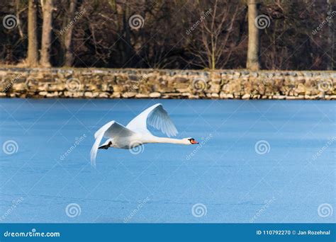 Swan Flying Over the Frozen Lake Stock Photo - Image of swan, winter ...